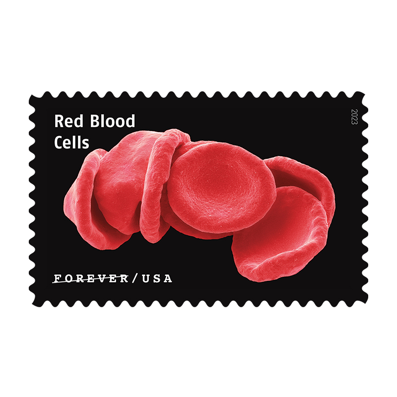 Life Magnified  2023