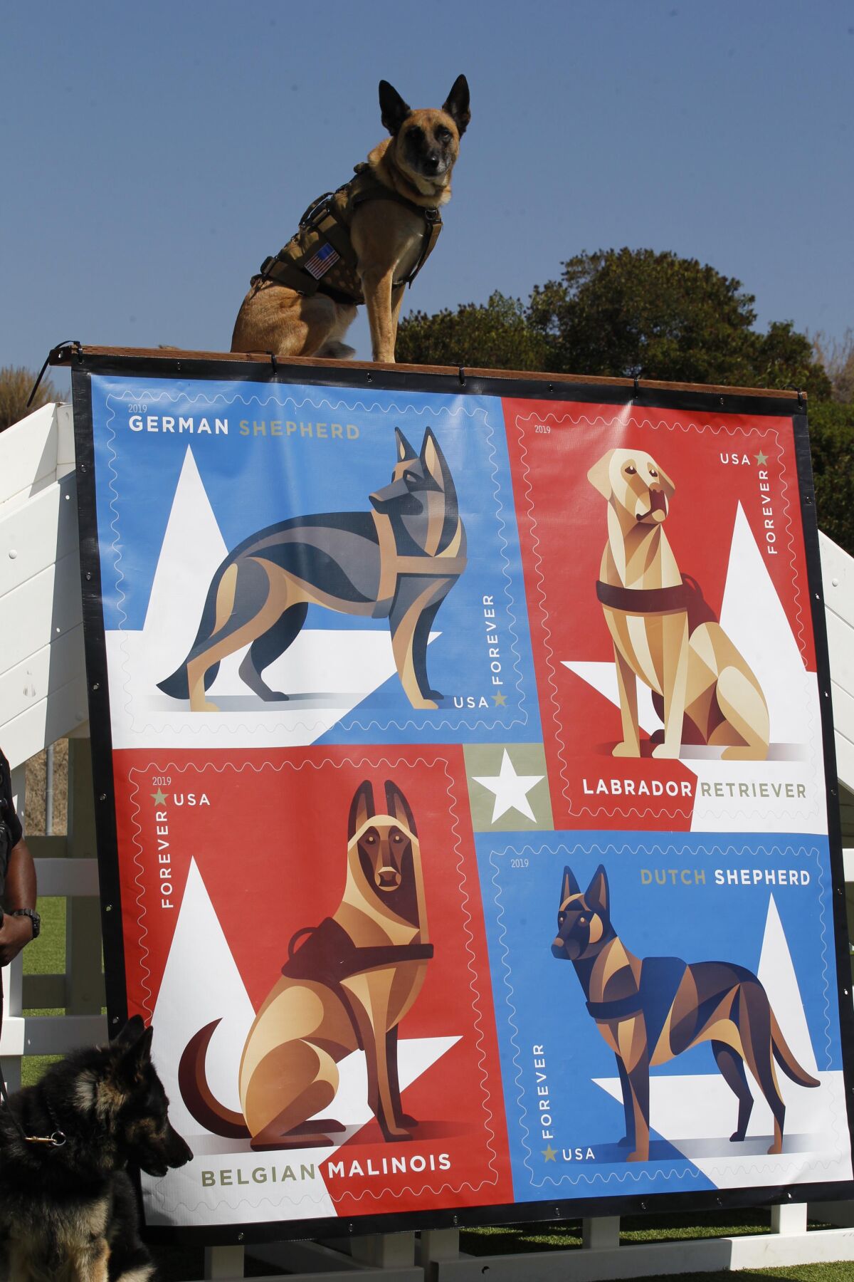 Military Working Dogs 2019