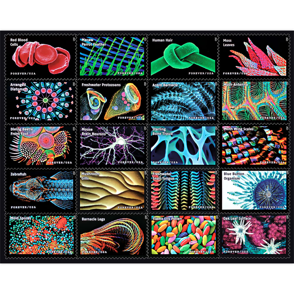 Life Magnified  2023